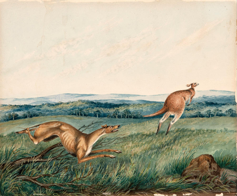 Dog chasing a kangaroo  Painting by Adam Gustavus Ball
