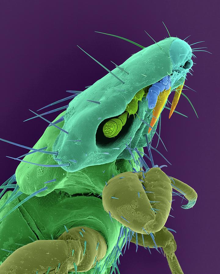 Бактерии в слюне. Бактерии под микроскопом. Микробы РЛД иткроскопом. Микроробы под мекраскопам.