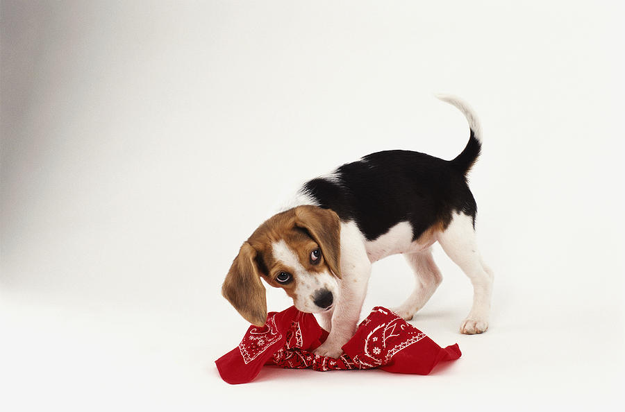 Dog Chewing up Handkerchief Photograph by Photodisc