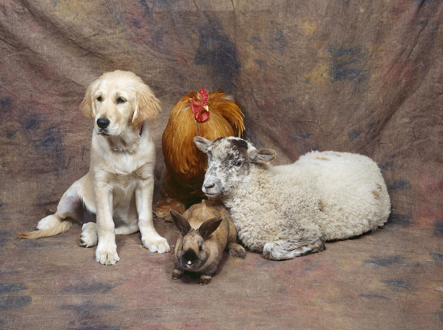 Dog, Chicken, Sheep, Rabbit Photograph by John Daniels