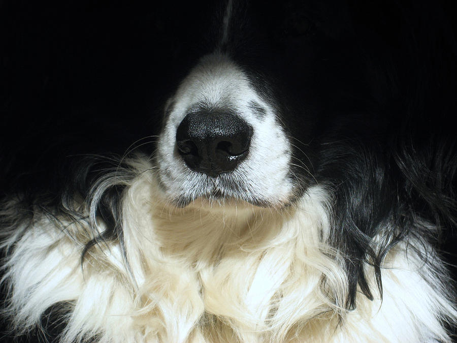 Dog close up Photograph by Steve Ball