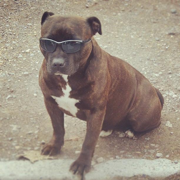 Cool Photograph - #dog #cool #sunglasses #poser by Georgina Moore