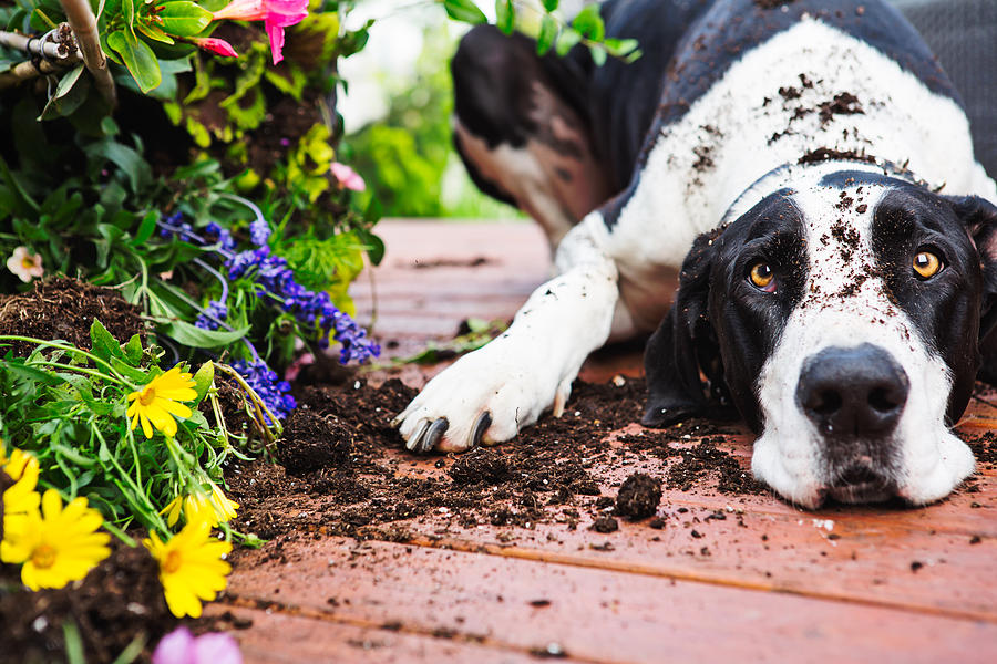 Dog digging in garden Photograph by ChristopherBernard