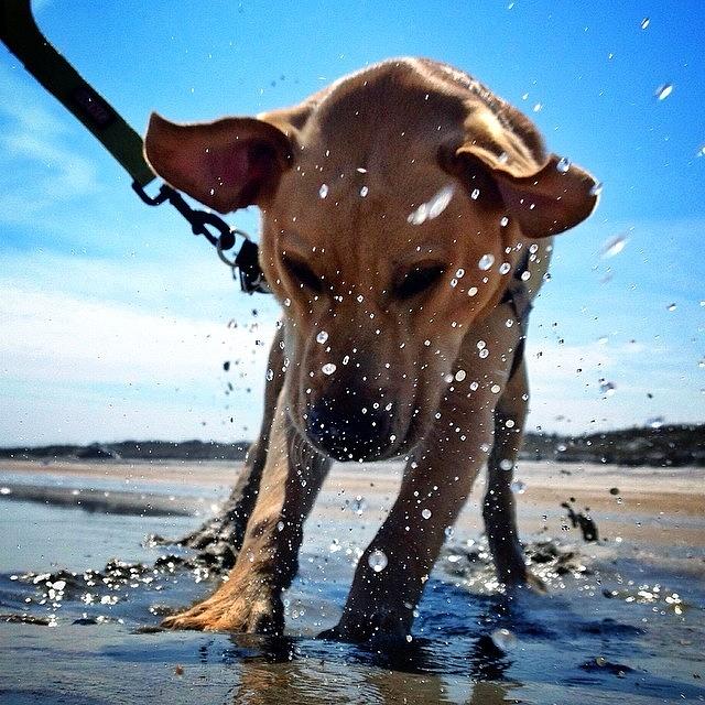 Beach Photograph - Dog Digs With Frenzy, As Emptiness Is by Jeff Janda