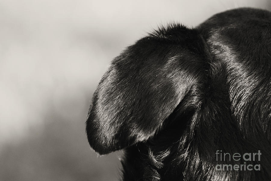 Dog Eared Photograph by Cassandra Buckley