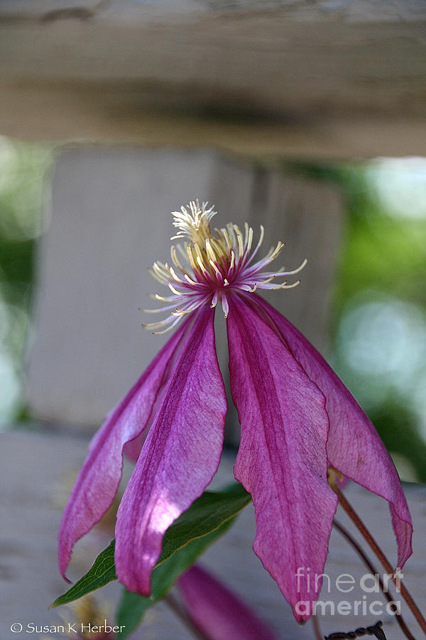 Dog Eared Clematis Photograph by Susan Herber