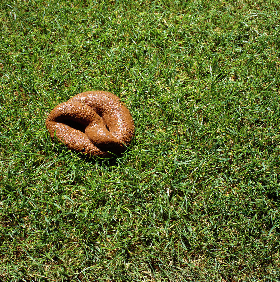 Dog Faeces Photograph by Kevin Curtis/science Photo Library - Fine Art ...