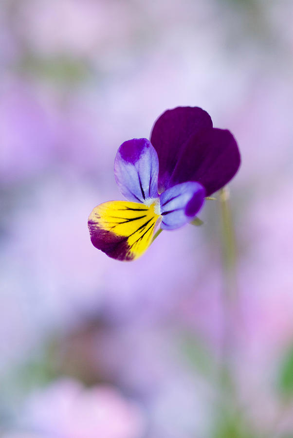 Purple Flower Photograph - Dog flower by Devinder Sangha