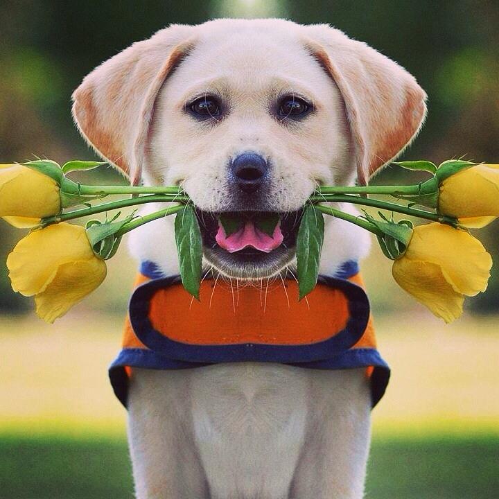 Dog give flower Photograph by Fros Deen - Fine Art America