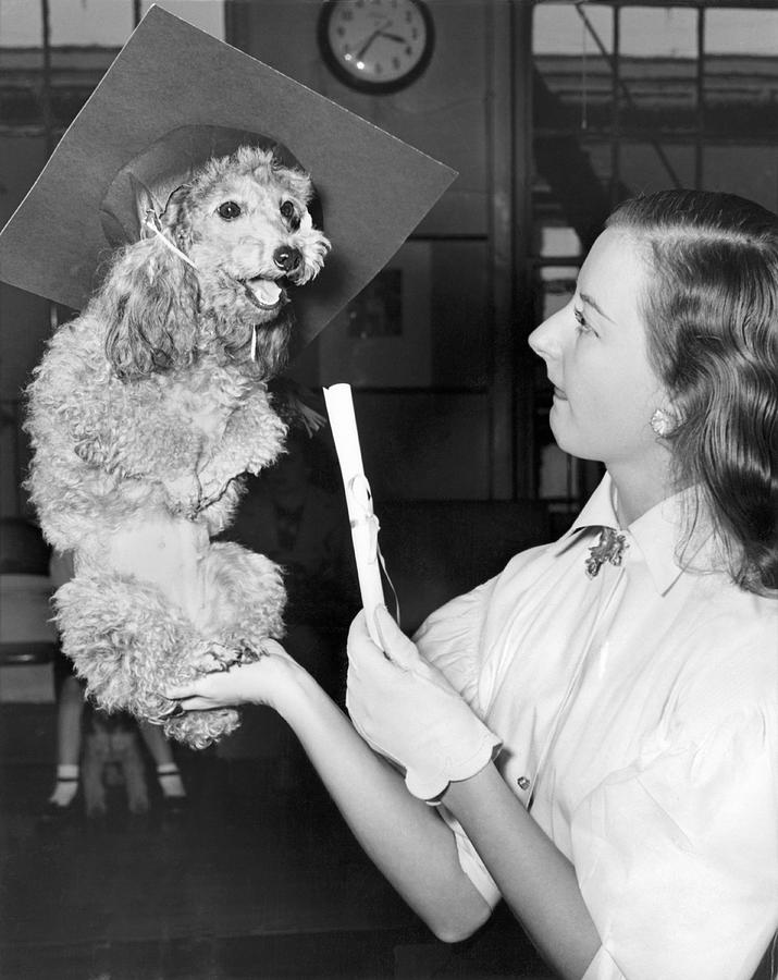Animal Photograph - Dog Graduates From School by Underwood Archives