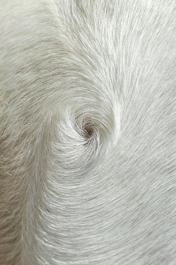 Dog Hair Photograph by Gustoimages/science Photo Library