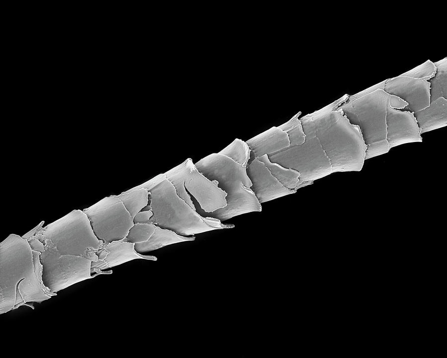 Dog Hair (shih Tzu) Photograph by Dennis Kunkel Microscopy/science