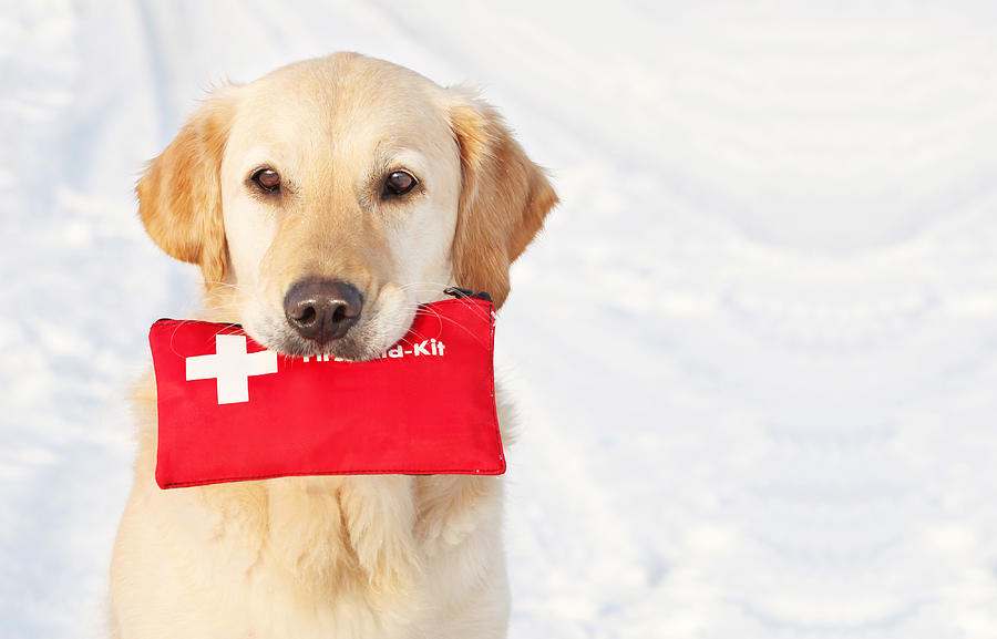 Dog holding First-Aid-Kit Photograph by PK-Photos