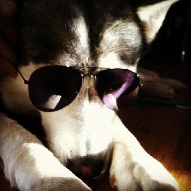 Husky Photograph - #dog #husky #sunglasses by Andrea OBrien 
