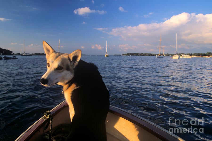 Dog in a Dingy at Put-in-Bay Harbor Photograph by John Harmon