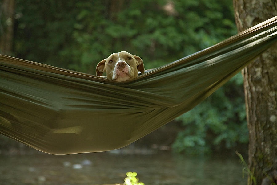 Dog In A Hammock In The Woods Photograph by Venture Media Group - Fine ...