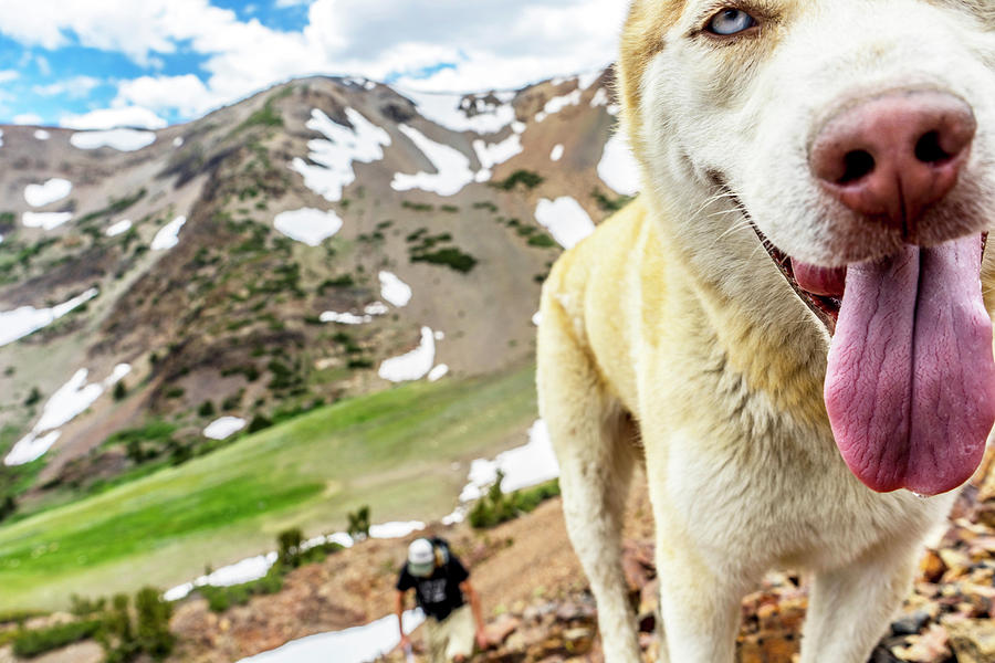Nature Photograph - Dog In Alpine Sierra Wilderness by Bennett Barthelemy