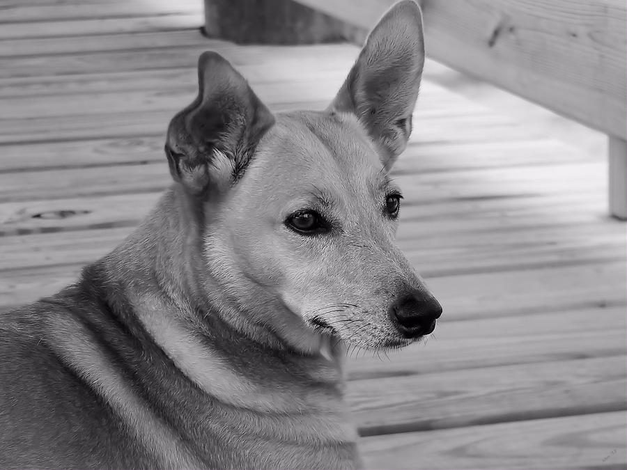 Dog In Black and White One Photograph by Kathy K McClellan
