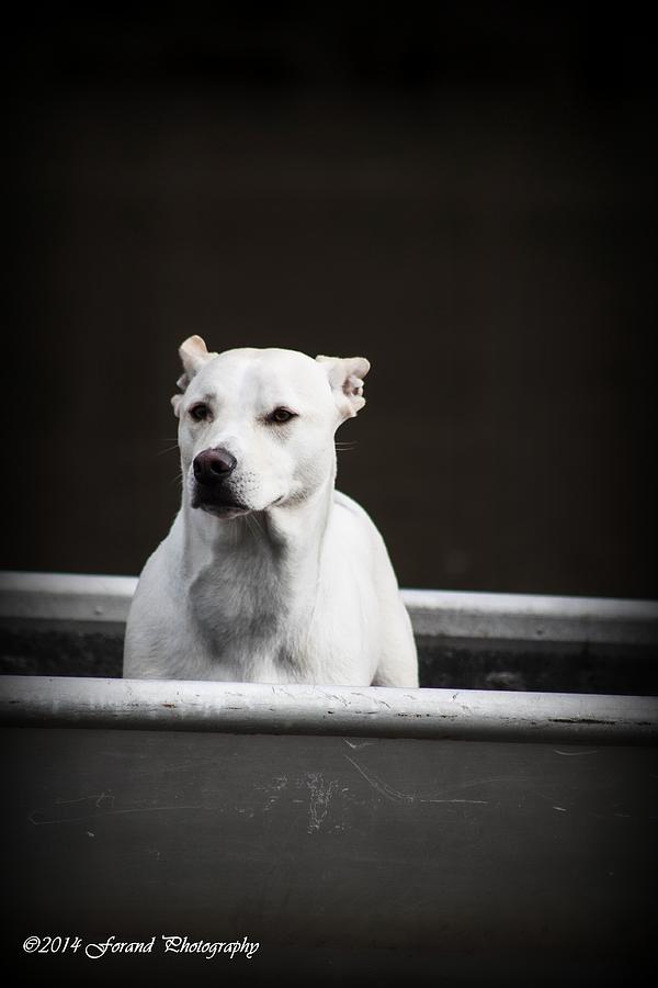Summer Photograph - Dog In Boat by Debra Forand