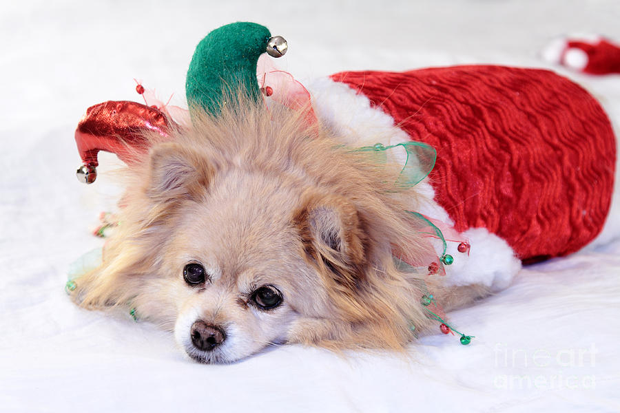 Dog In Christmas Costume Photograph by Charline Xia