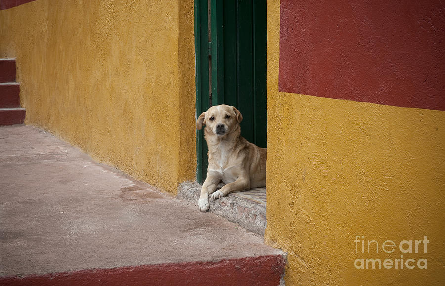 Animal Photograph - Dog In Colorful Mexican City by John Shaw