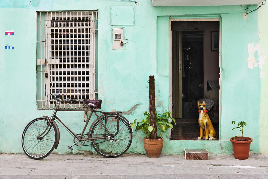 Dog in doorway of Cuban home Photograph by Pixelchrome Inc