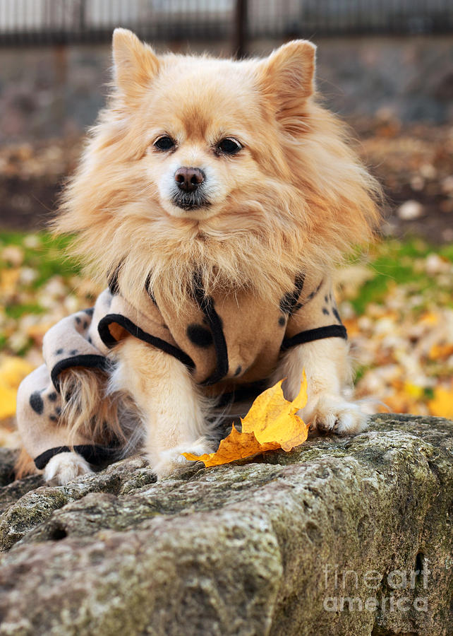 Dog in Golden Autumn Photograph by Charline Xia