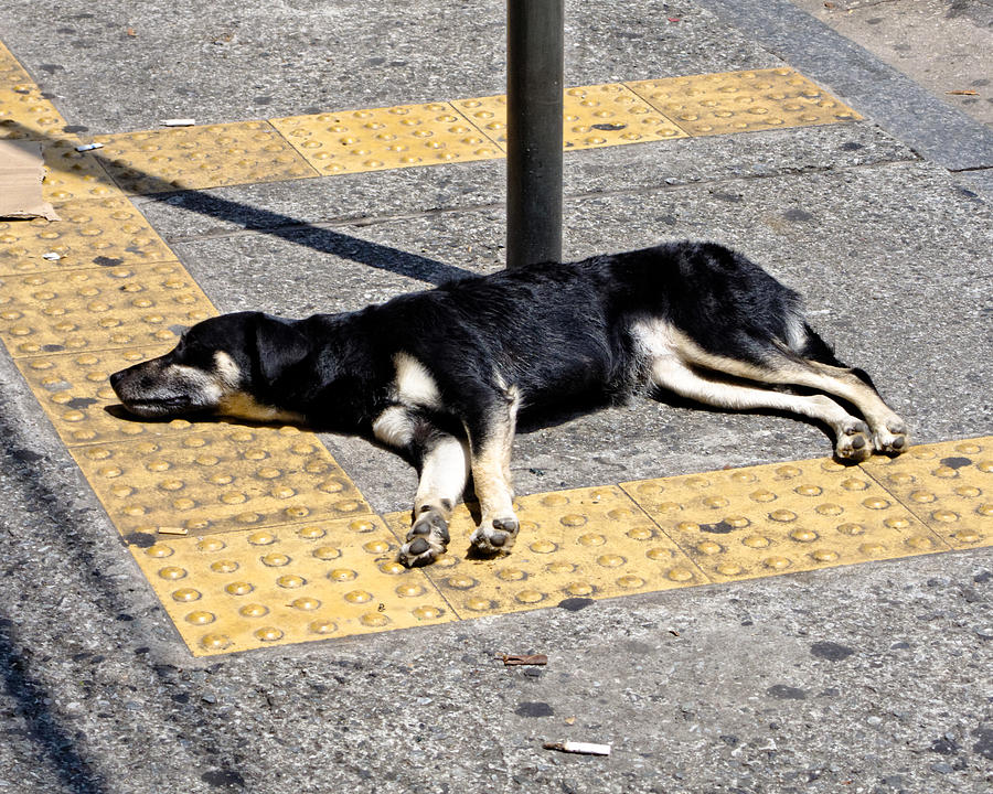 Dog in Sao Paulo Photograph by Julie Niemela