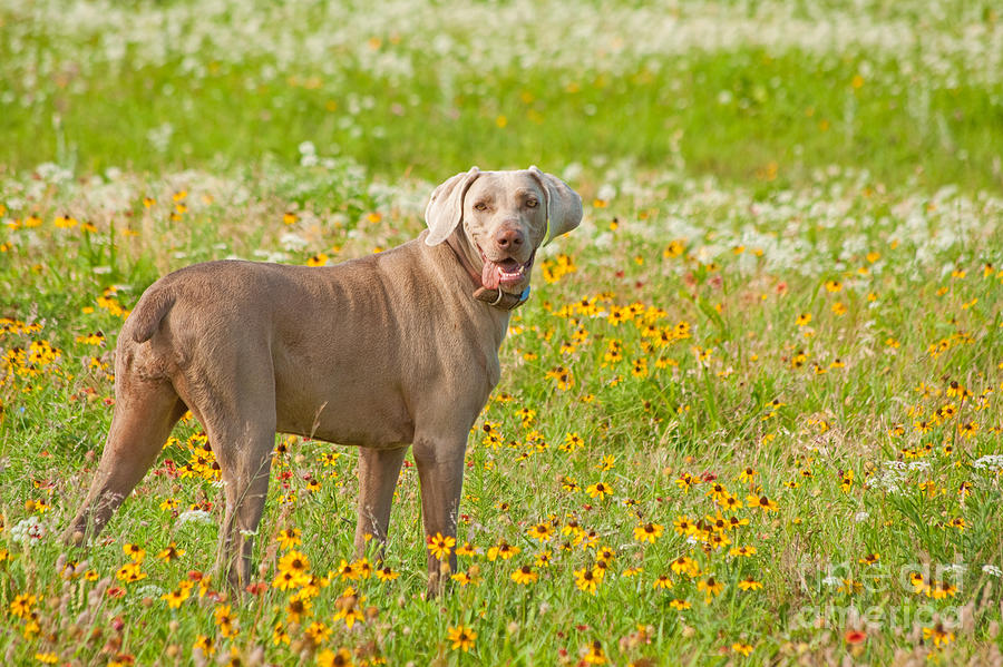 Dog in Spring Flowers Photograph by Sari ONeal