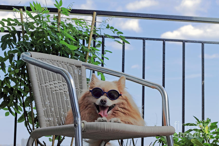 Summer Photograph - Dog in Summer by Charline Xia