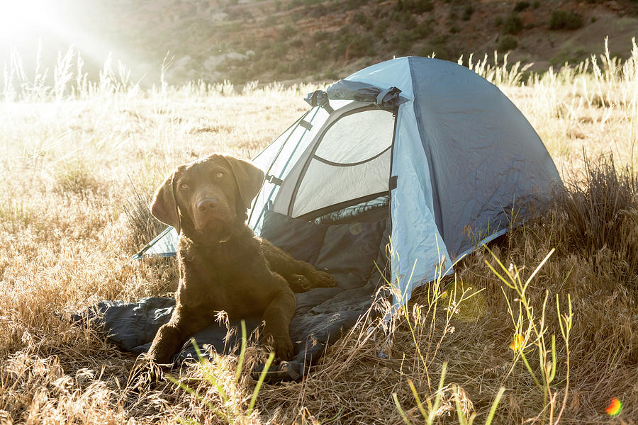 Dog In Tent Along The Colorado River Photograph by Kennan Harvey - Fine ...