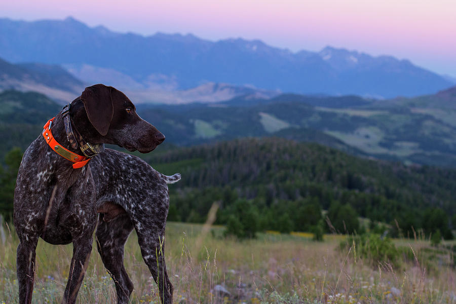 Dog In The Rocky Mountains Of Montana Photograph by Hannah Dewey - Fine ...