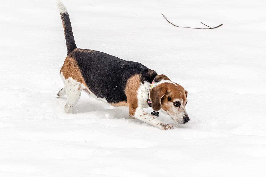 Dog in the Snow Photograph by Wade Brooks
