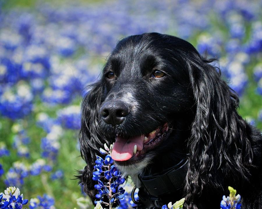 Dog in the Wildflowers Photograph by Kristina Deane