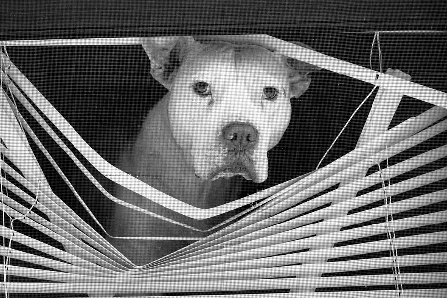 dog-in-window-blinds-dave-beckerman.jpg