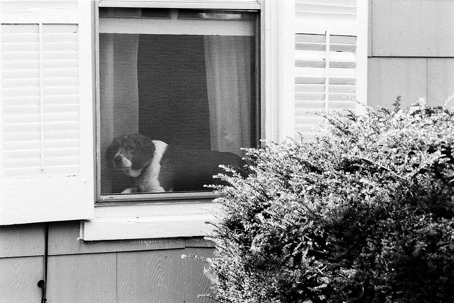 Dog In Window Photograph by Harold E McCray