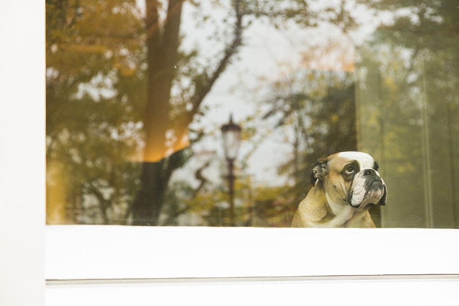 Dog in window Photograph by Spooh