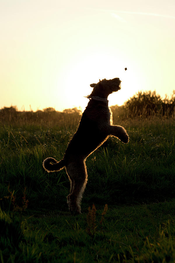 Dog Jumping For Treat In Evening Sun Photograph by Nicola Tree
