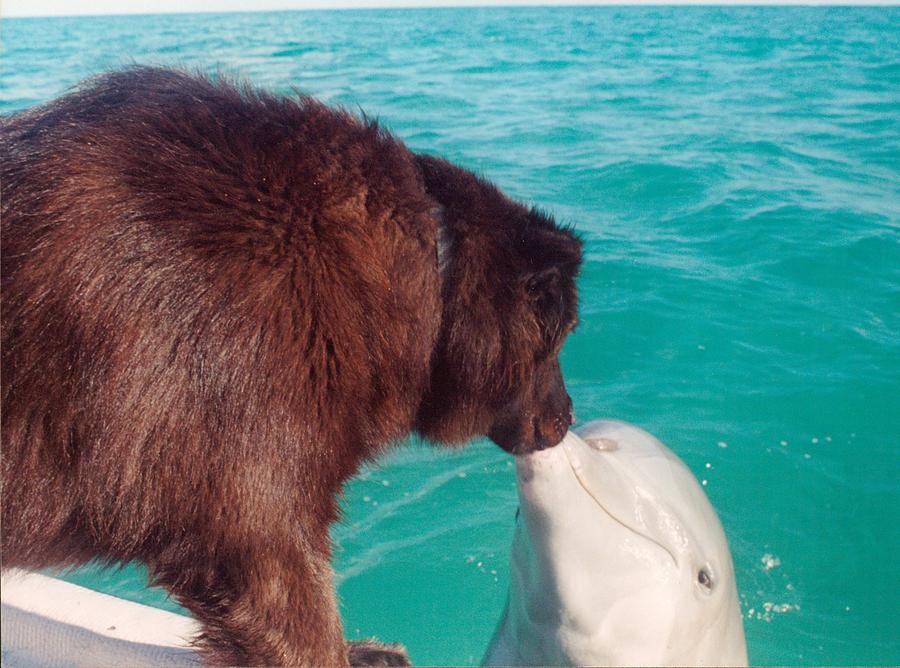 Dolphin Experience Bahamas Digital Art - Dog Kissing Dolphin by Bonita Hensley