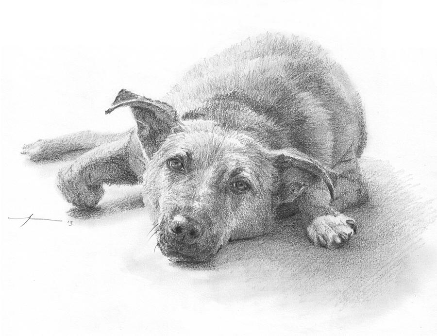 Dog Lazing Pencil Portrait Drawing by Mike Theuer Dog Lazing Pencil Portrait Drawing by Mike Theuer