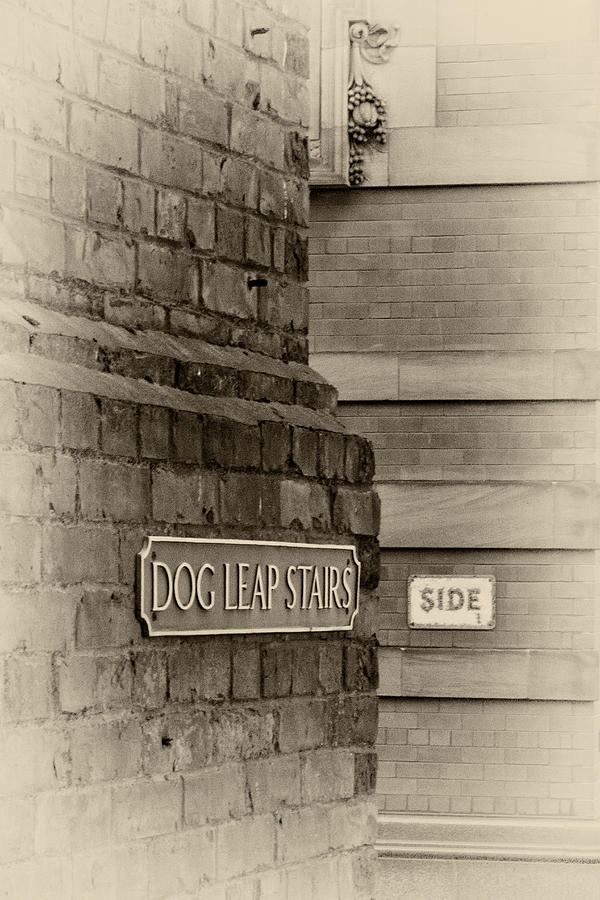 Vintage Photograph - Dog Leap Stairs by David Pringle