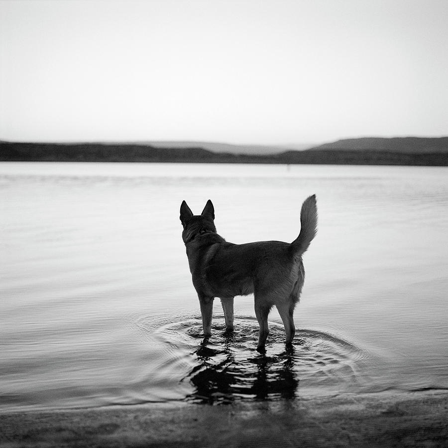 Dog Looking Over Abiquiu Reservior Photograph by Ryan Heffernan Dog Looking Over Abiquiu Reservior Photograph by Ryan Heffernan