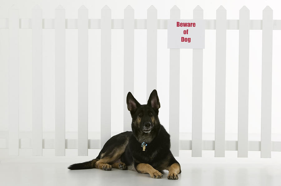 Dog lying down by fence with beware of dog sign Photograph by Comstock Images