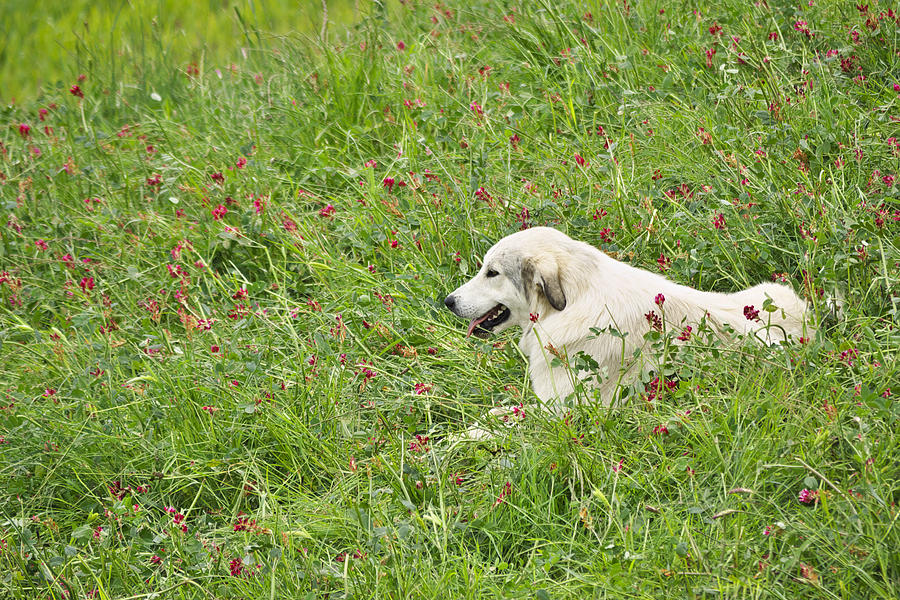 Summer Photograph - Dog lying in the grass by Ivan Slosar
