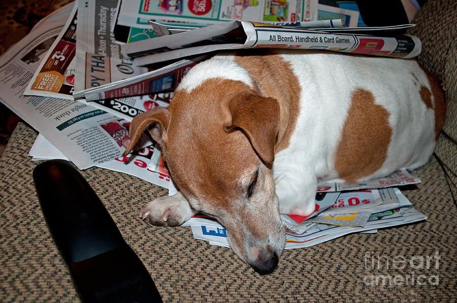 Dog Nap Photograph by Gwyn Newcombe