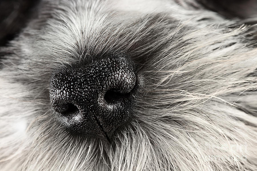 Dog Photograph - Dog Nose  by Stephanie Frey