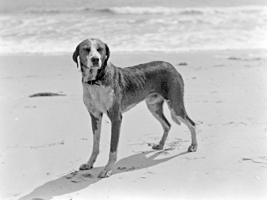 Dog on a Beach Holly Beach New Jersey c 1900 Photograph by A Macarthur Gurmankin