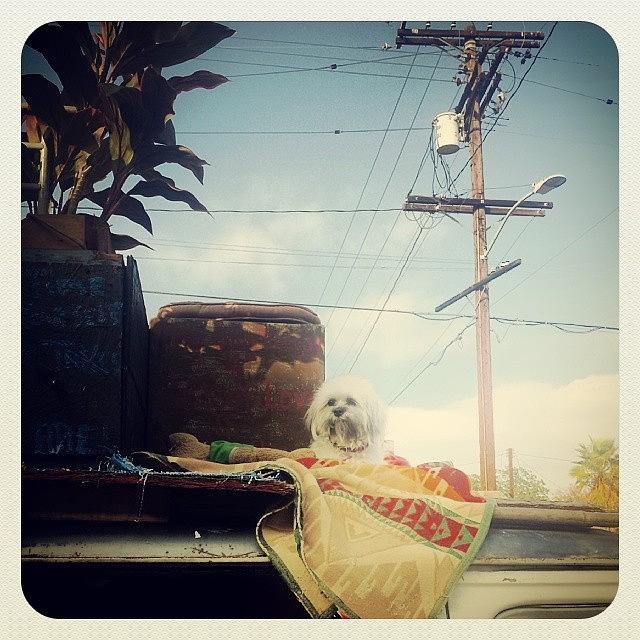 Dog On A Truck. Los Feliz.  #losfeliz Photograph by Zarah Delrosario