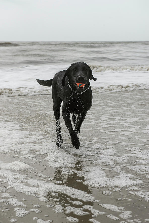 Dog On Beach, Little St Simon's Island Photograph by Pete Oxford - Fine