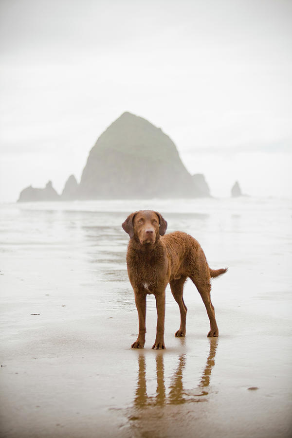 Dog On Cannon Beach Photograph by Christopher Kimmel